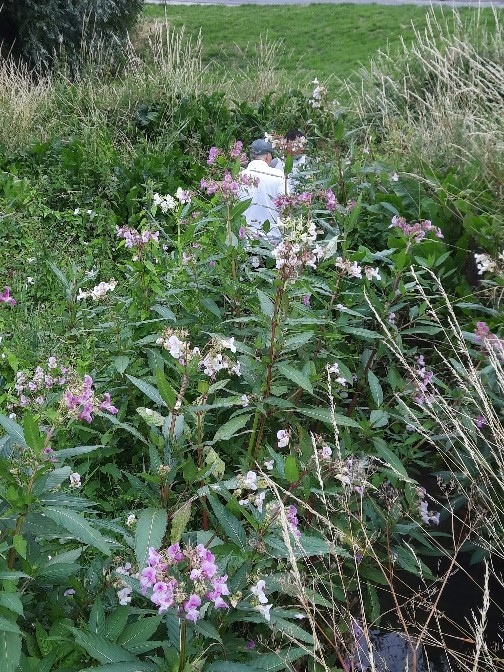 Picture of Himalayan Balsam plant.jpg (199.71 KB)