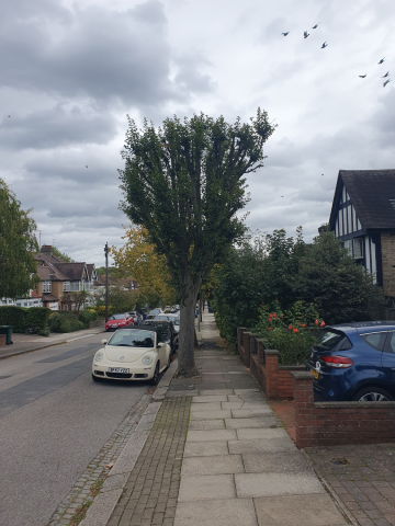 Image of tree in Hill Crescent